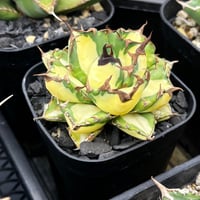 Agavecho産 Agave titanota"姫厳竜 黄中斑