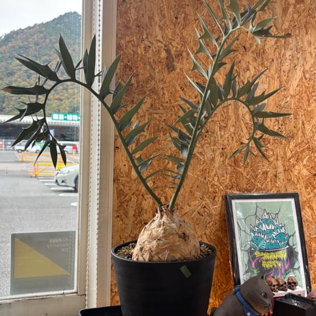 最強セール １エンセファラルトス ホリダス エンセファラルトスホリダス | STORES