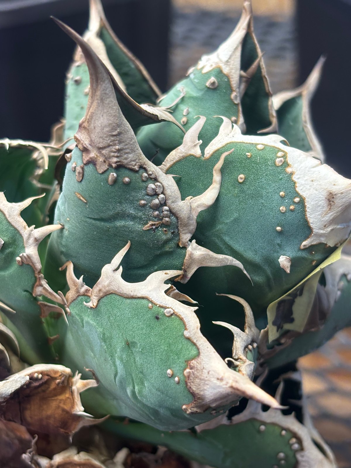 Berlin産 Agave titanota