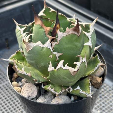 Agave titanota"dwarf 6-61DW3
