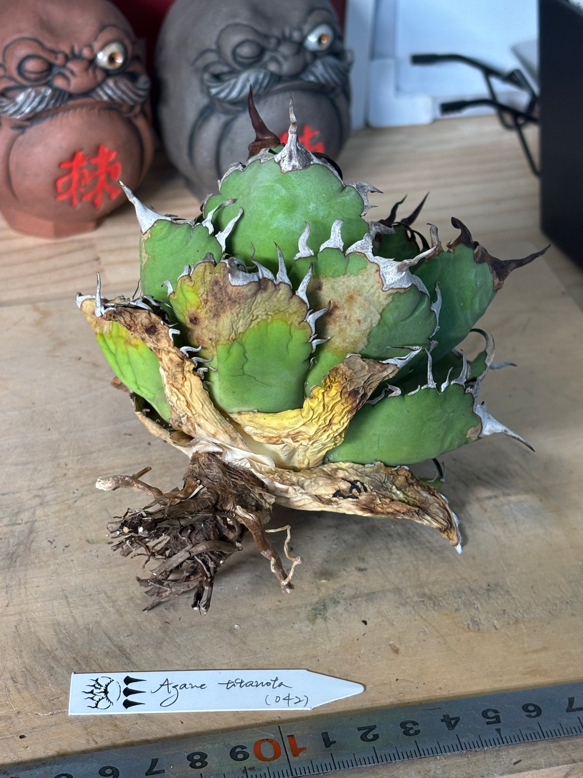 Agave titanota (アガベ)Dennis045 fit=scale-down,w=1200