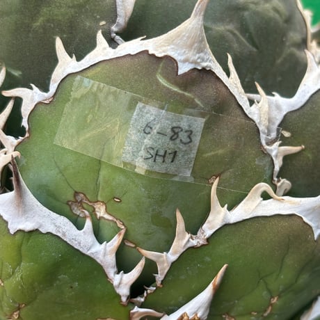 Agave titanota"shark6-83SH1