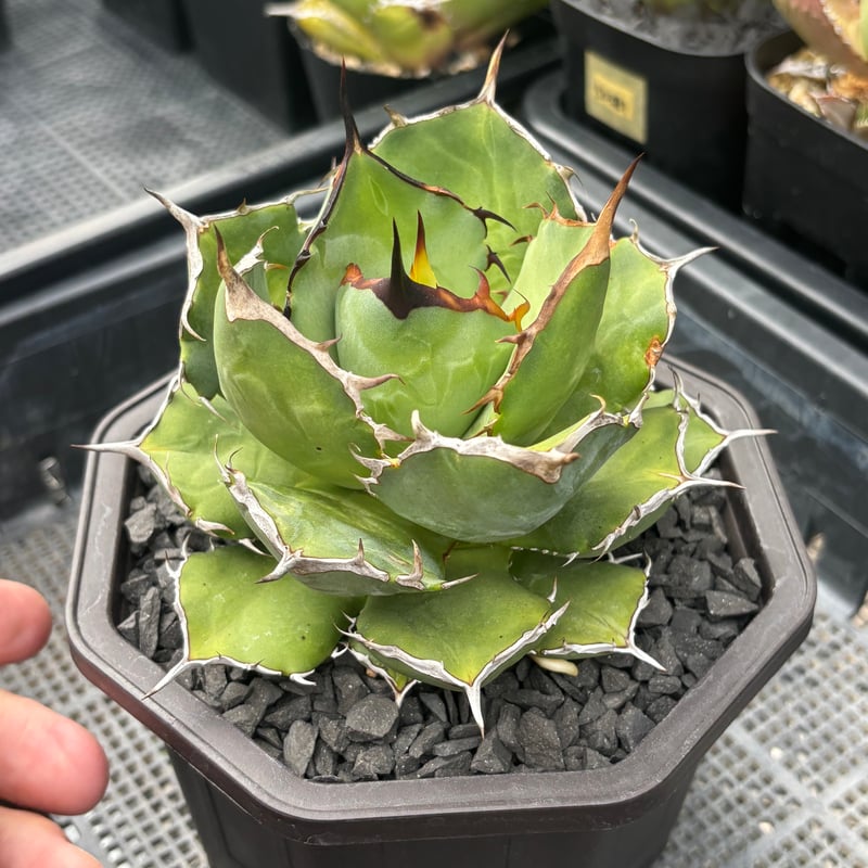 Agave titanota