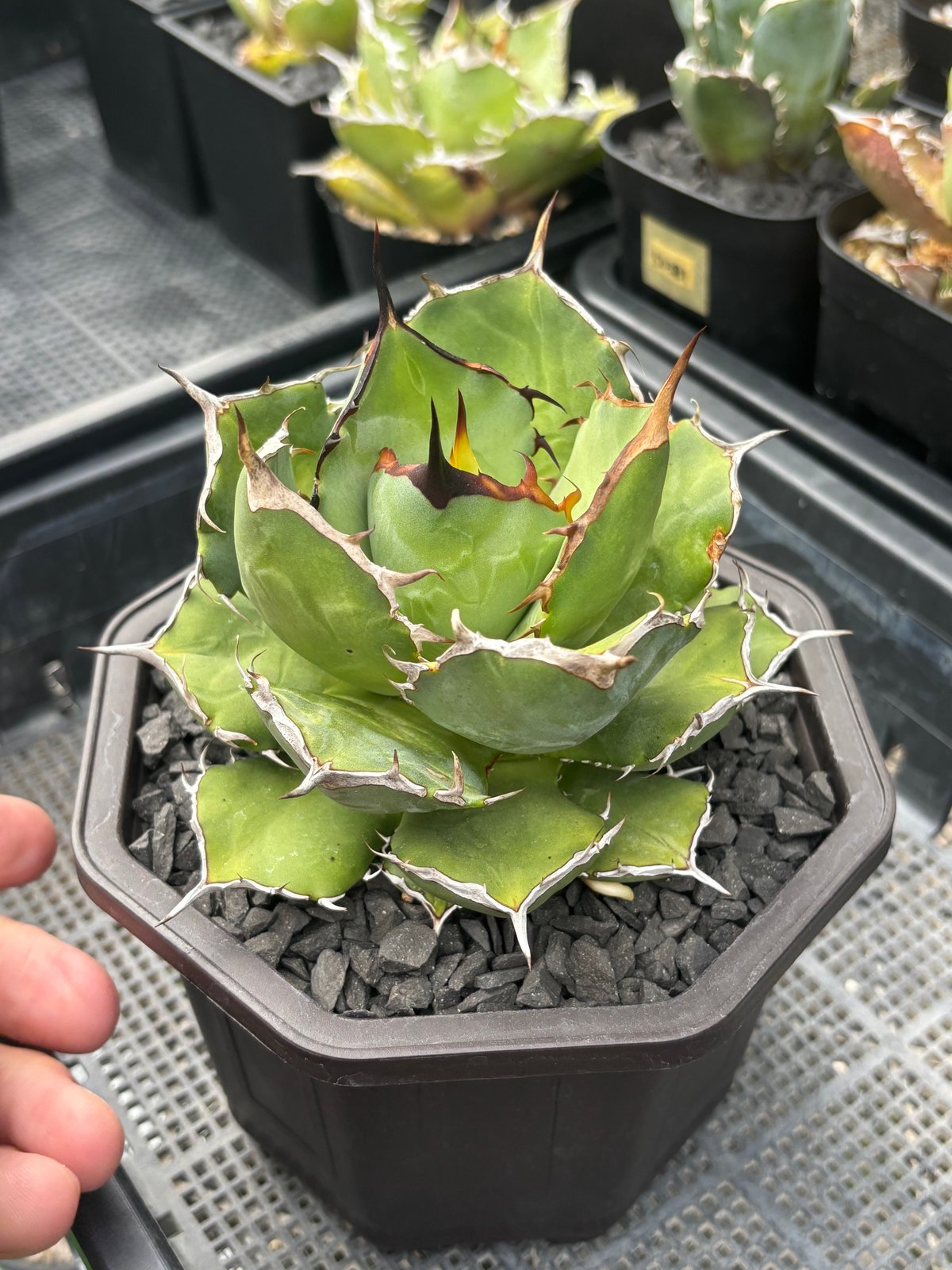 Agave titanota