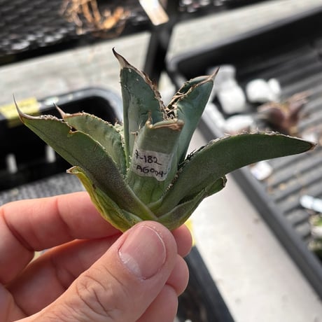 【特別SALE中】GALAXY産　Agave titanota"AG004（7-182-1）