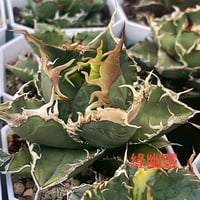 【Berlin産】Agave titanota"緑幽霊1