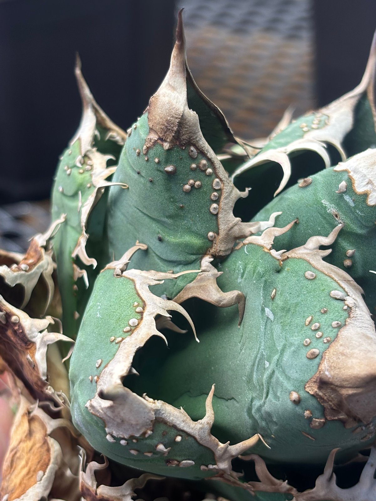 Berlin産 Agave titanota
