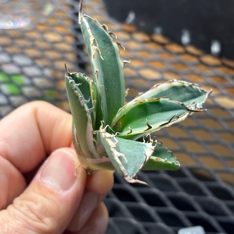 【Berlin産】Agave titanota"caesar白覆輪1