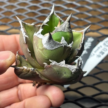 【特別SALE中】Berlin産　Agave titanota"白犀牛1