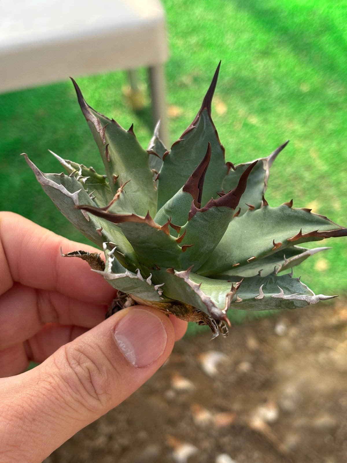 Agave utahensis×hades 妖帝 | ever_plants