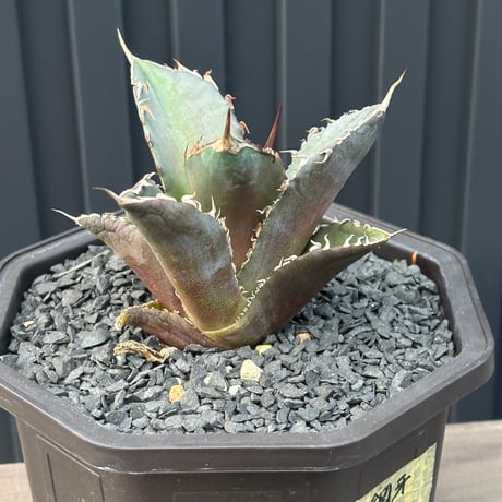 Agave titanota"大鋼牙　子株1092