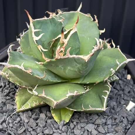 Agave titanota"no name1559