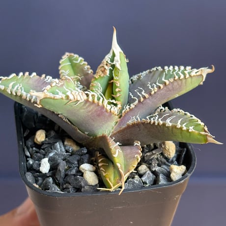 【特別SALE中】Agave titanota"GODZILLA