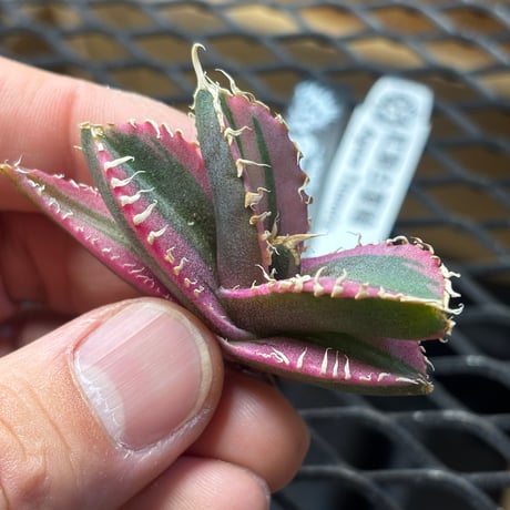 【Berlin産】Agave titanota"紅獅白覆輪1