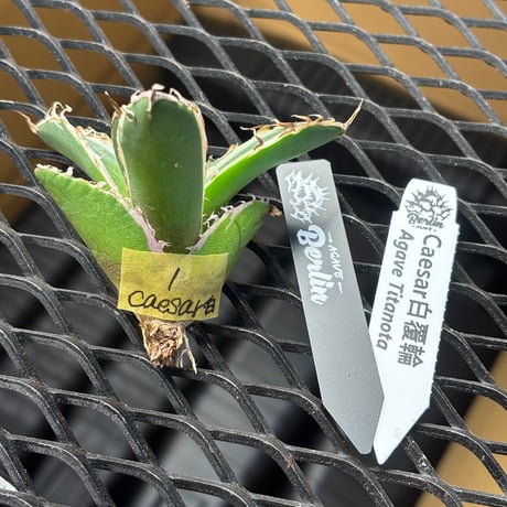 【Berlin産】Agave titanota"caesar白覆輪1