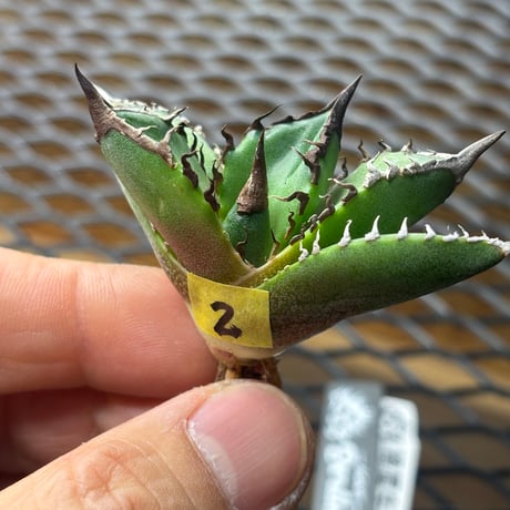 【特別SALE中】Berlin産　Agave titanota"緑犀牛2
