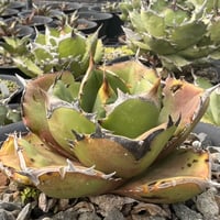 Berlin産】Agave titanota