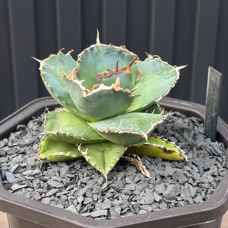 Agave titanota"no name 1567