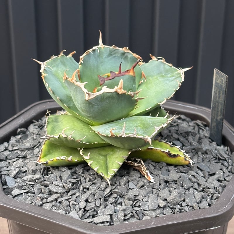 Agave titanota