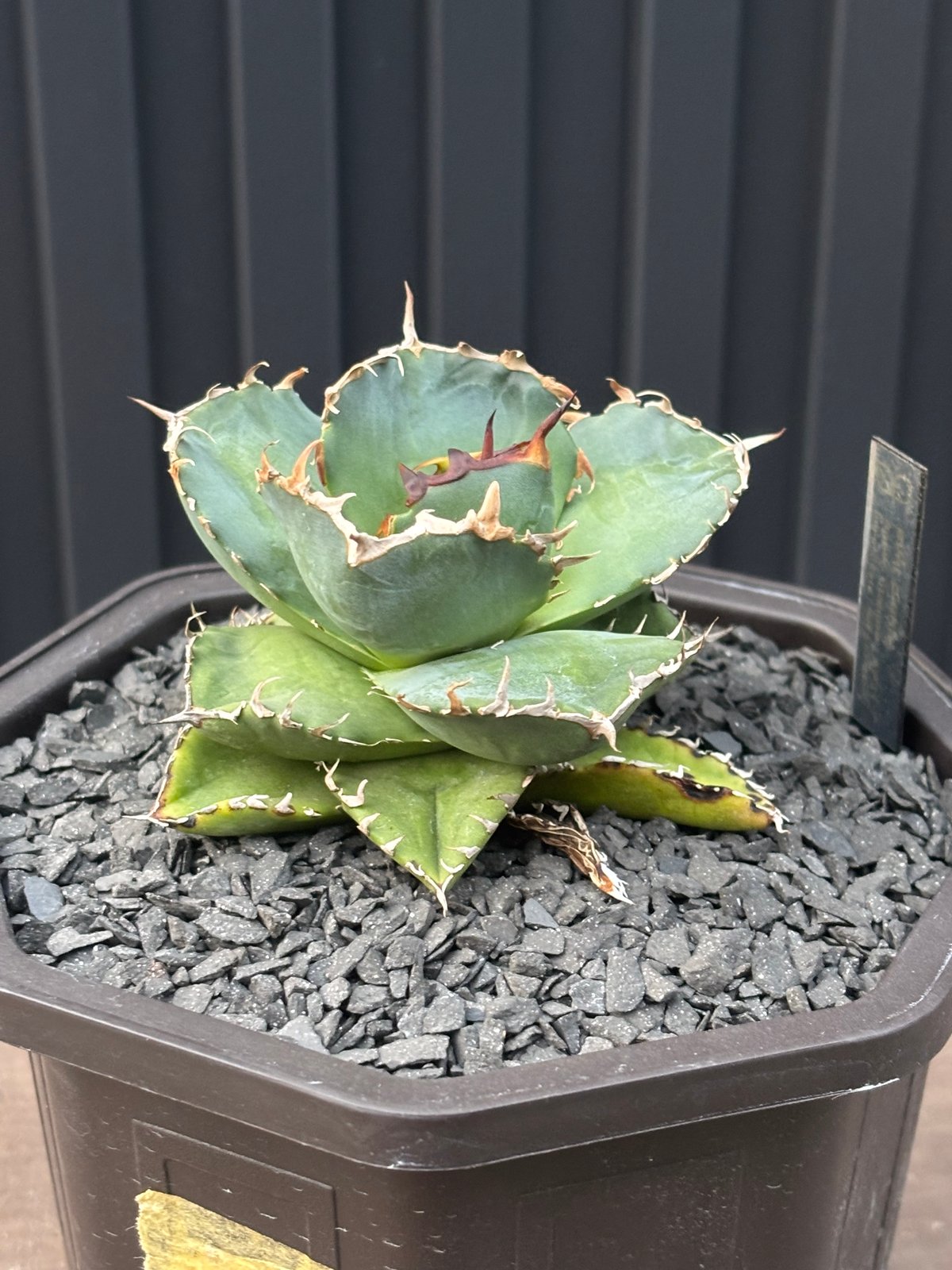 Agave titanota