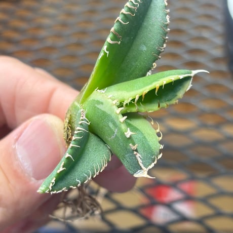 Berlin産　Agave titanota"大白鯊黄覆輪2