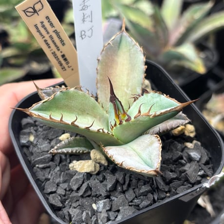 悪魔くん | STORES