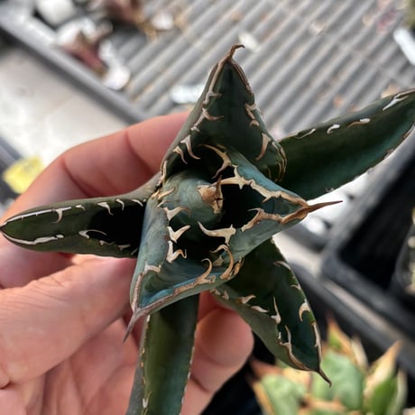 【特別SALE中】GALAXY産　Agave titanota"AG140（7-198-2）