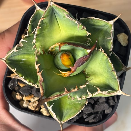 Agave titanota"Dennis051