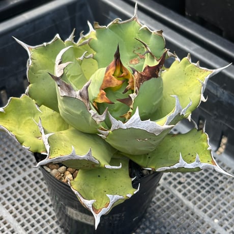 Agave titanota"姫厳竜　9F213