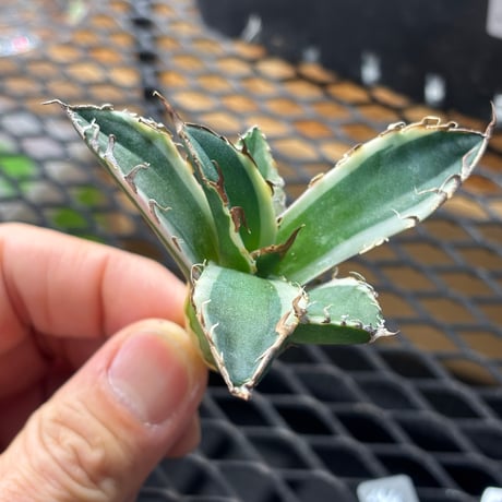 【Berlin産】Agave titanota"caesar白覆輪1