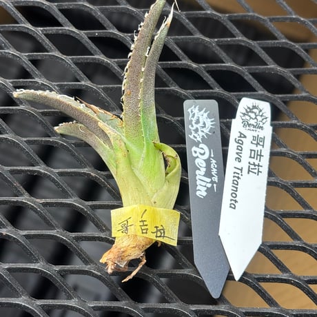 【Berlin産】Agave titanota"哥吉拉1