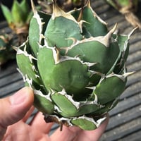 【特別SALE中】GALAXY産　Agave titanota"Rose  7-08-8