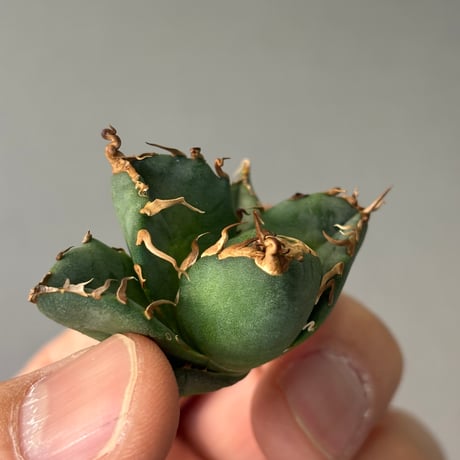 Agave titanota" 魔丸3700