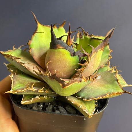 【特別SALE中】 Agave cho産　Agave titanota"Dennis043