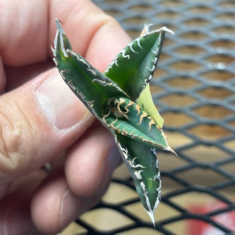 【Berlin産】Agave titanota"朱雀2