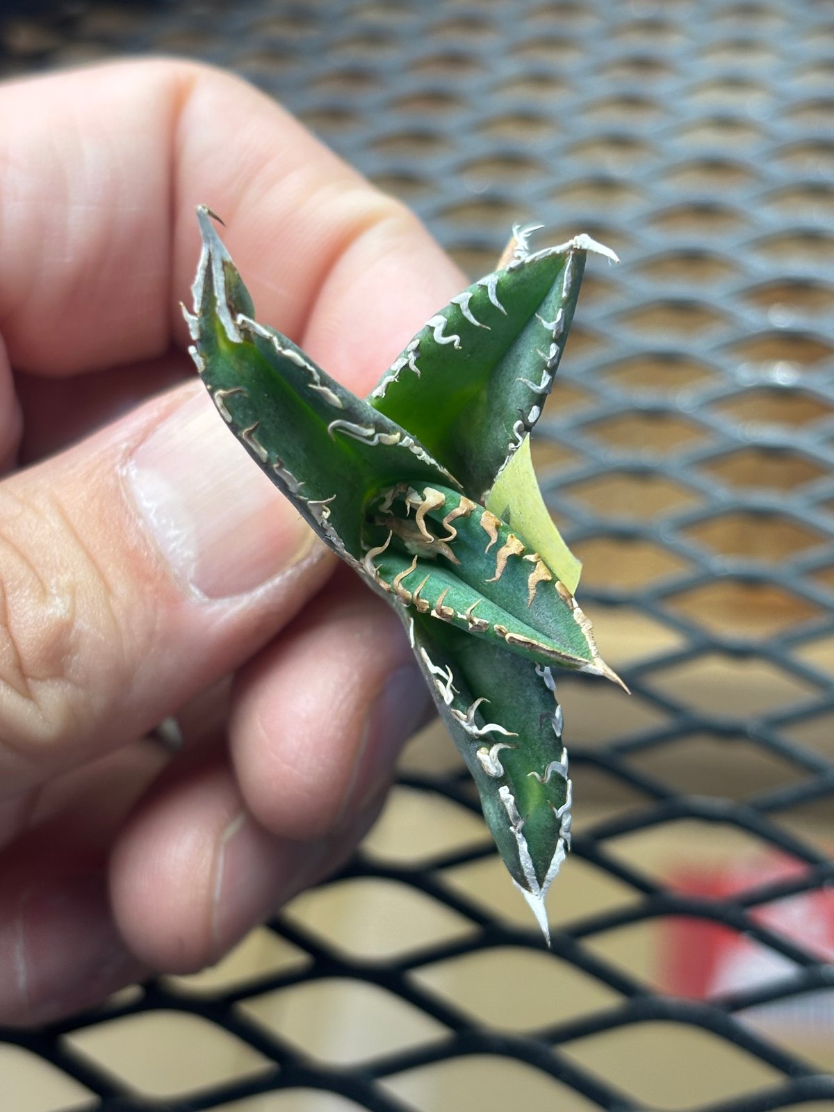 Berlin産】Agave titanota