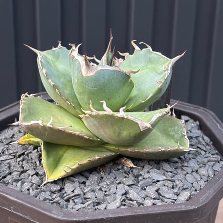 Agave titanota"no name 1561