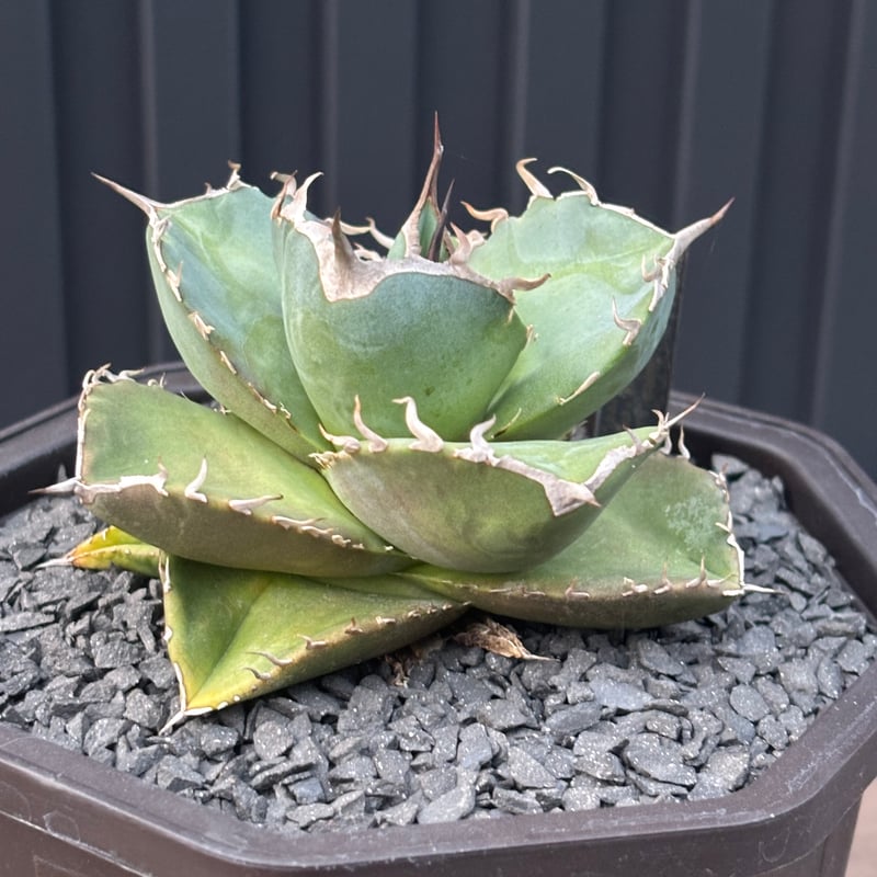 Agave titanota