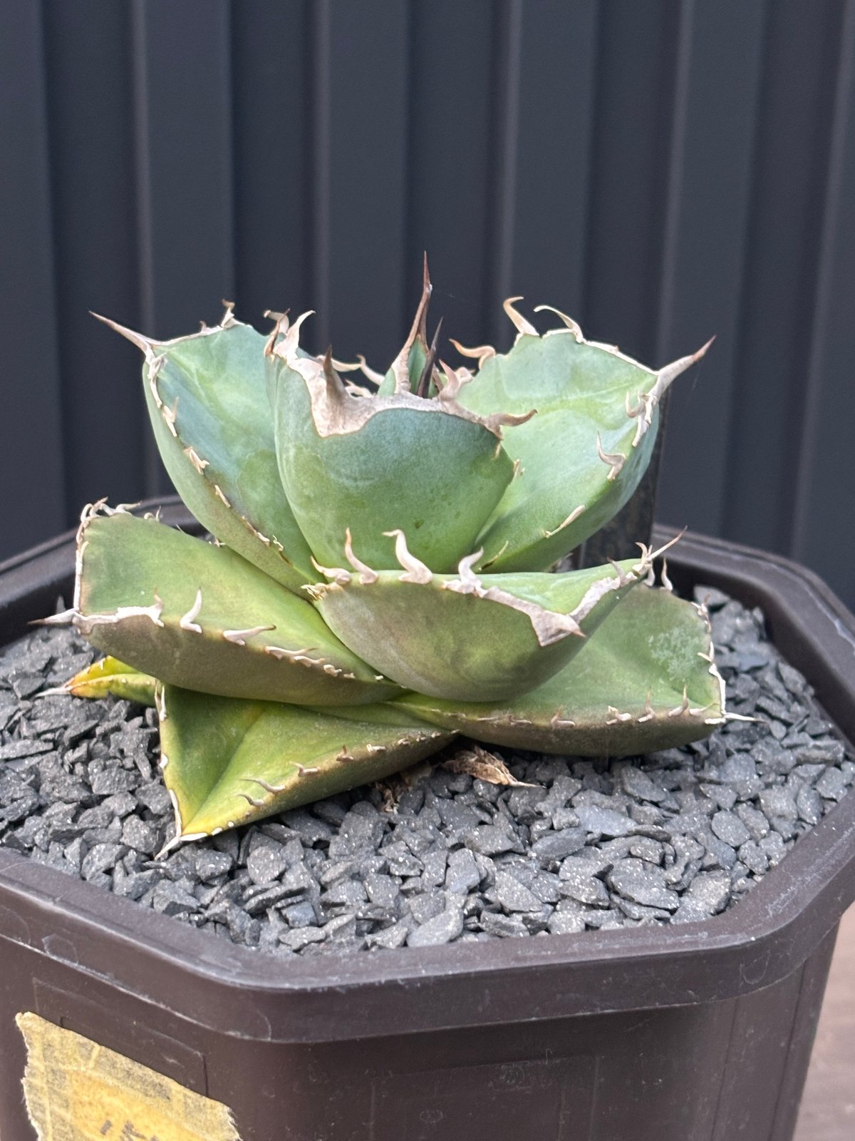 Agave titanota