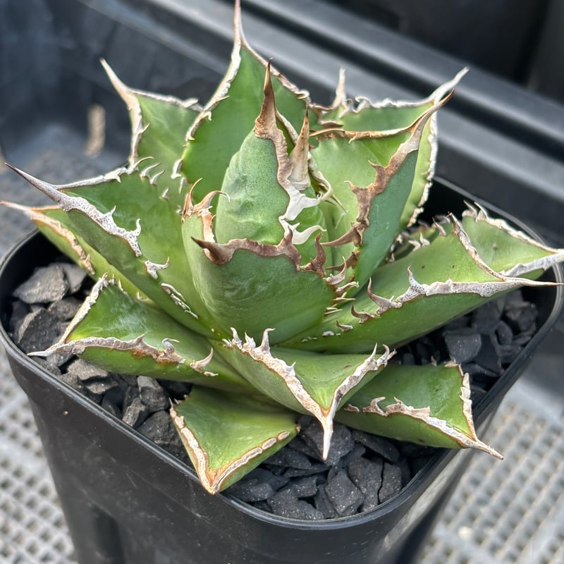 Agave titanota