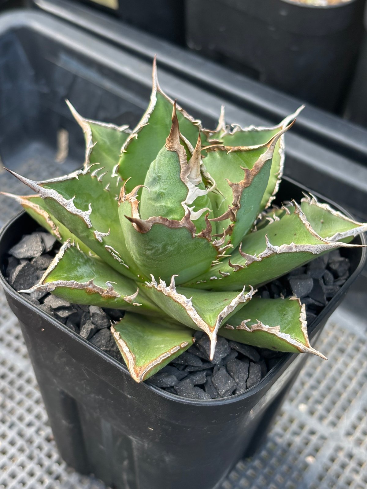 Agave titanota