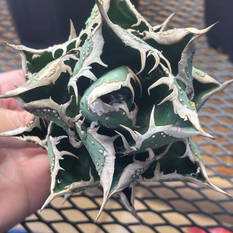 アガベ チタノタ berlin 銀河　子株 Berlin産 Agave titanota