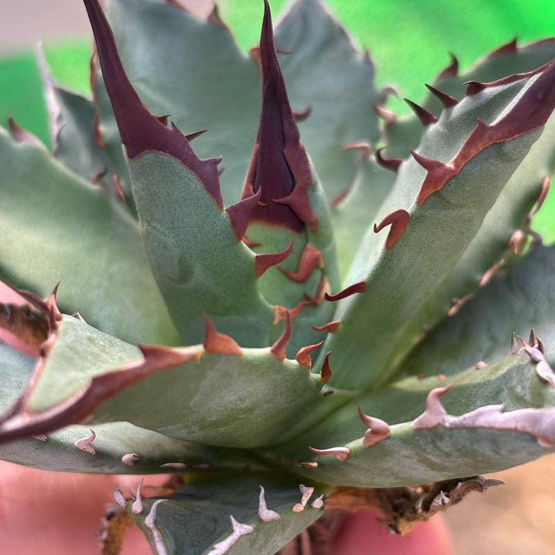 Agave utahensis×hades 妖帝 | ever_plants