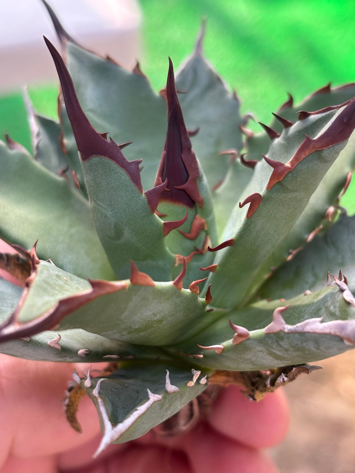 Agave utahensis×hades 妖帝 | ever_plants