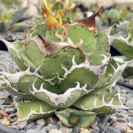 アガベ星空 | STORES