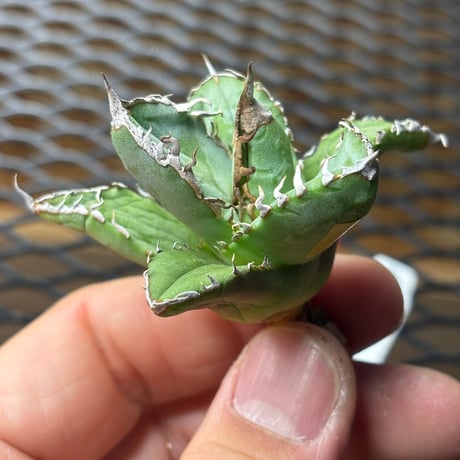 【特別SALE中】Berlin産　Agave titanota"麒麟2