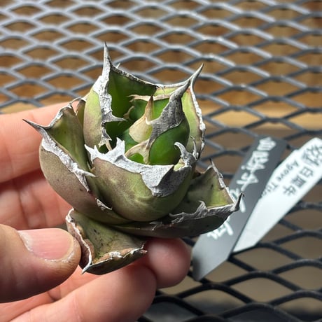 【特別SALE中】Berlin産　Agave titanota"白犀牛1