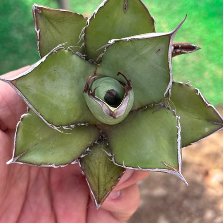 Agave  titanota"seeding