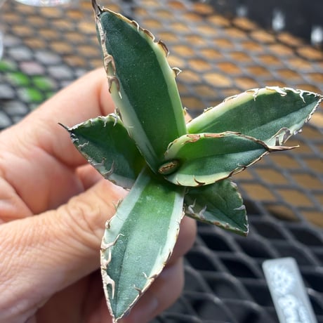 【Berlin産】Agave titanota"caesar白覆輪1