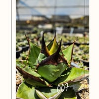 【特別SALE中】GALAXY産　Agave titanota"AG007（7-191-2）